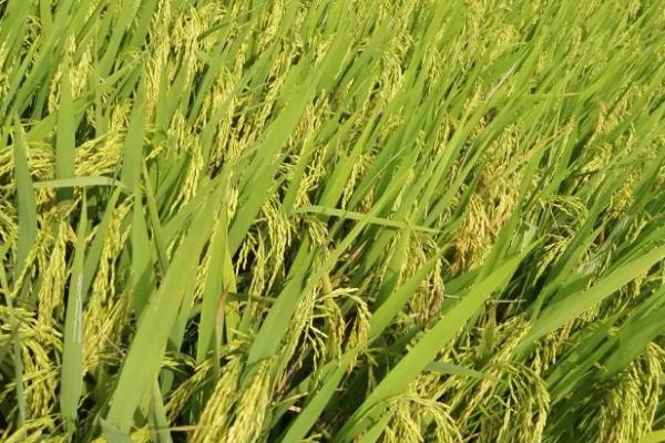秀水6127水稻种子简介，该品种亩有效穗18.6万
