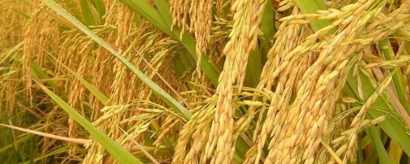 喜两优晶丝苗水稻种子介绍，播种量10-12千克