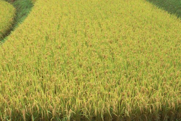 川优616水稻种子特征特性，全生育期为137.5天