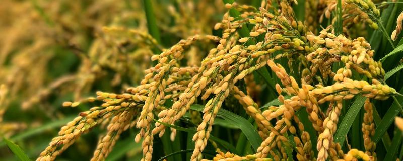 秀水6127水稻种子简介，该品种亩有效穗18.6万