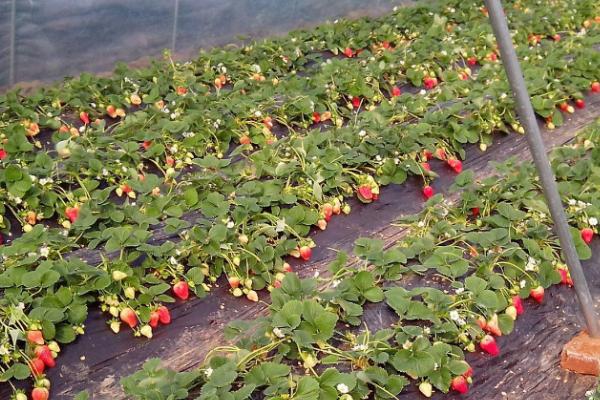 种植草莓的适合ph值，5.6-6.5左右为佳
