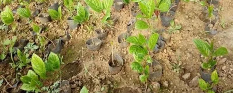 软枣猕猴桃扦插育苗技术，建议选择良好光照的山地种植