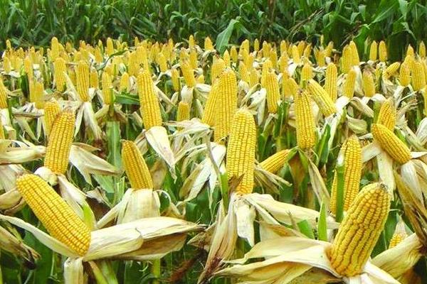 美国玉米产量每亩多少斤，平均产量约为800kg/亩
