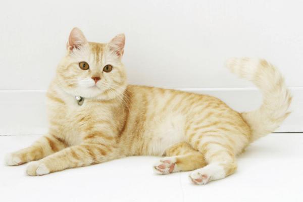 猫便秘的原因，环境不适应、卫生问题或缺少运动等均会导致