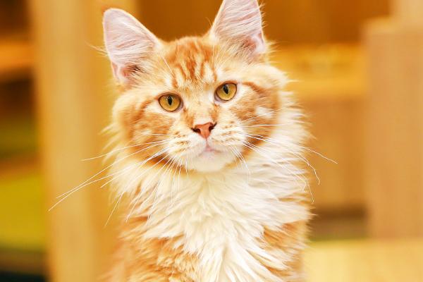 猫便秘的原因，环境不适应、卫生问题或缺少运动等均会导致