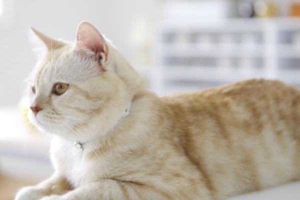 猫便秘的原因，环境不适应、卫生问题或缺少运动等均会导致