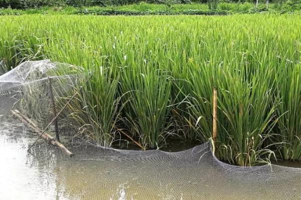 稻田养殖泥鳅的管理要点，每隔10-15天施肥1次