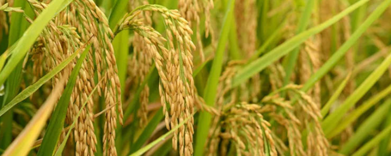 两优1598水稻种子简介，中籼两系杂交水稻品种