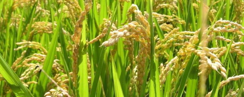 欣两优三号水稻种简介，全生育期为139.1天