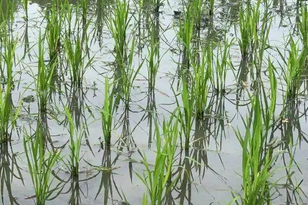 新混优6号水稻种简介，播种前进行种子消毒