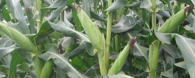 珍甜糯108玉米种子特征特性，综合防治病虫害
