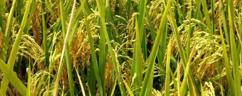 富稻19水稻种子特点，在中等肥力土壤