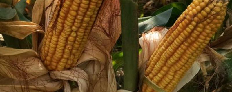 华耐甜糯101玉米种子特点，大喇叭期注意防治玉米螟