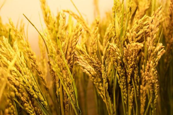 福泰738水稻种子介绍，注意及时防治病虫害