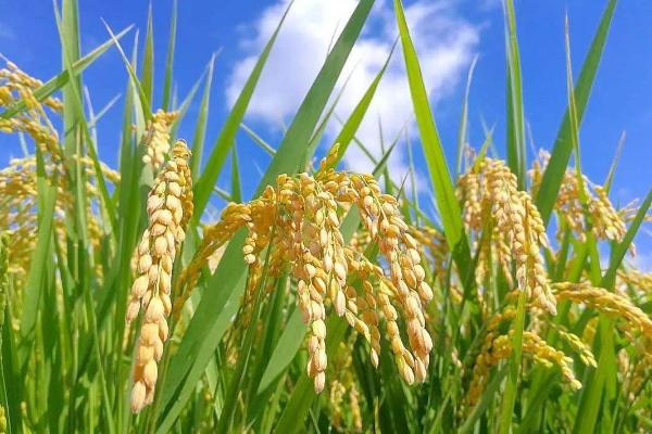 潢优808水稻种子特点，每亩有效穗数14.8万