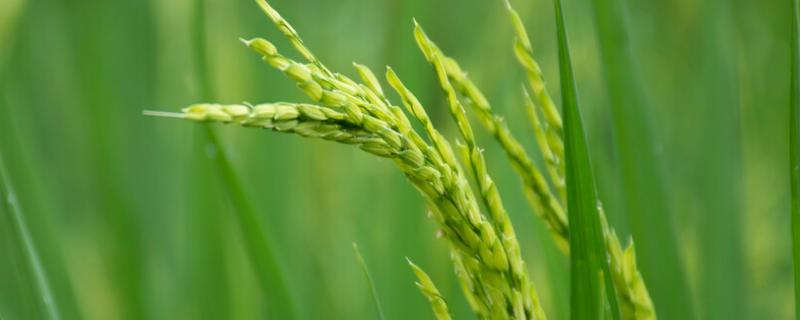 启优2165水稻种简介，注意及时防治病虫害