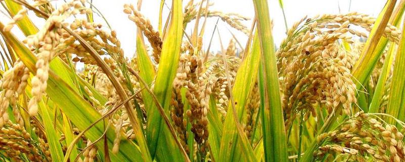 榕夏S水稻种子特征特性，在福建沙县5月12日播种