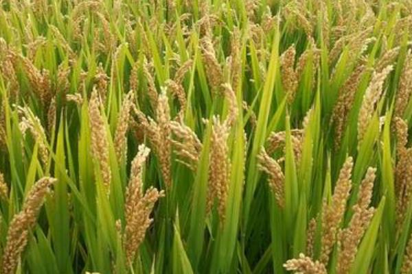 柏两优533水稻种子简介，每亩有效穗数17.40万
