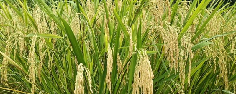 野香优靓占水稻种子介绍，每亩有效穗17.7万
