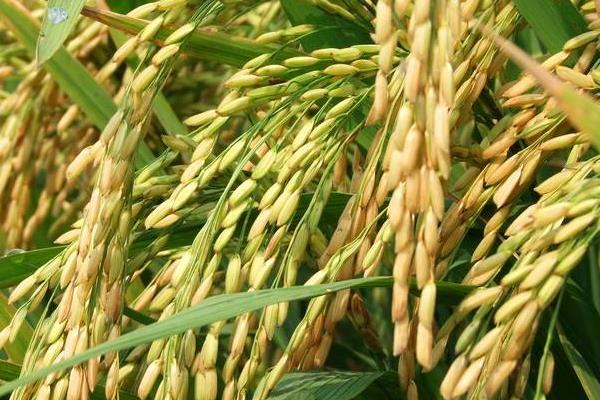 潢优808水稻种子特点，每亩有效穗数14.8万