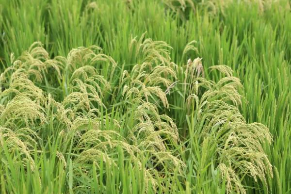 玉华占水稻品种的特性，每亩有效穗数16.60万