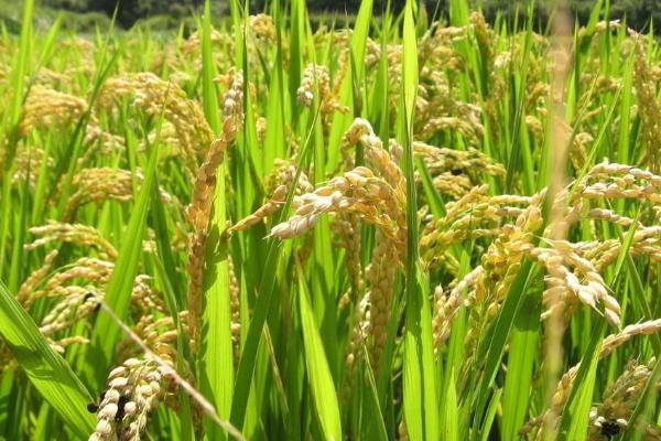 榕夏S水稻种子特征特性，在福建沙县5月12日播种