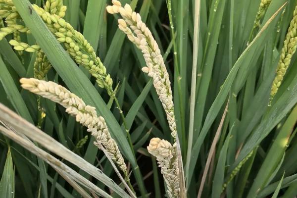 玉华占水稻品种的特性，每亩有效穗数16.60万
