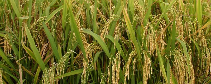 野香优744水稻种子简介，注意及时防治病虫害
