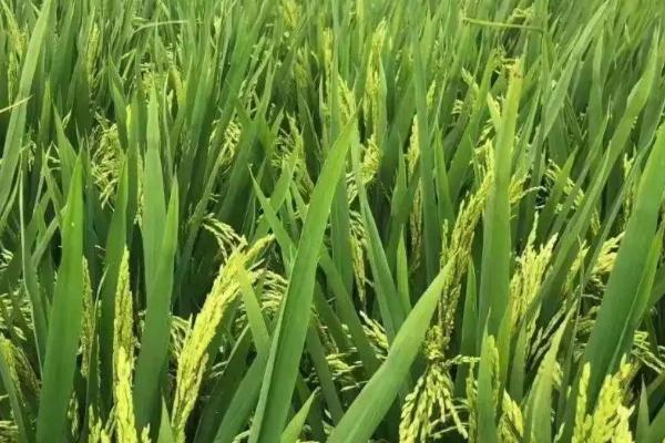 潢优粤禾丝苗水稻种简介，每亩有效穗数17.4万