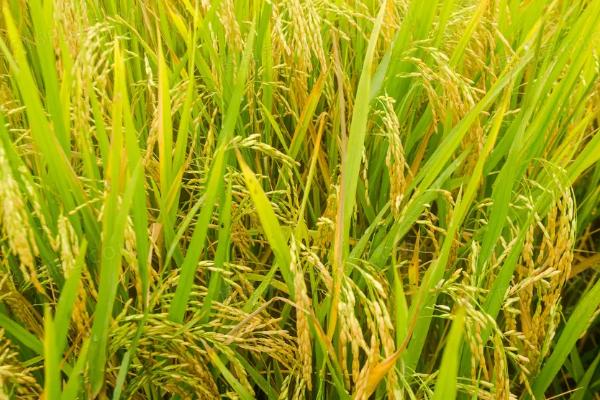 金达优683水稻品种简介，每亩有效穗数17.82万
