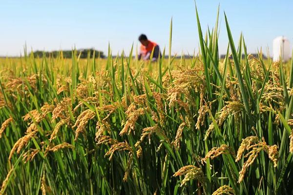 潢优粤禾丝苗水稻种简介，每亩有效穗数17.4万