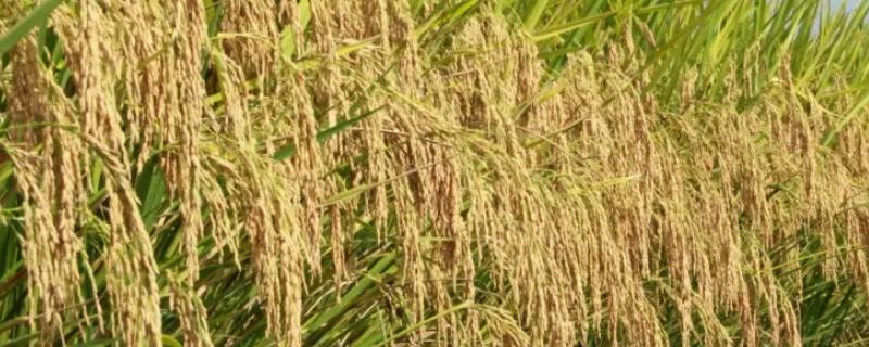 创源优151水稻种子介绍，一般5月上中旬播种