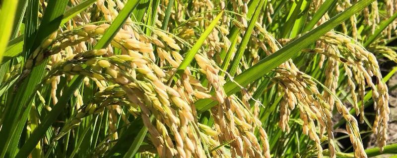雅5优明占水稻种子简介，每亩有效穗数15.1万