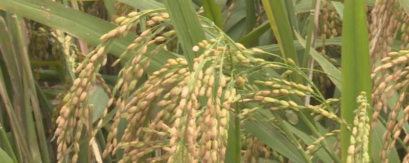 金达优683水稻品种简介，每亩有效穗数17.82万