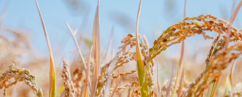 聚两优919水稻品种简介，注意及时防治病虫害