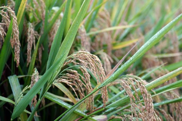 恒丰优6107水稻种子特点，每亩有效穗数13.4万