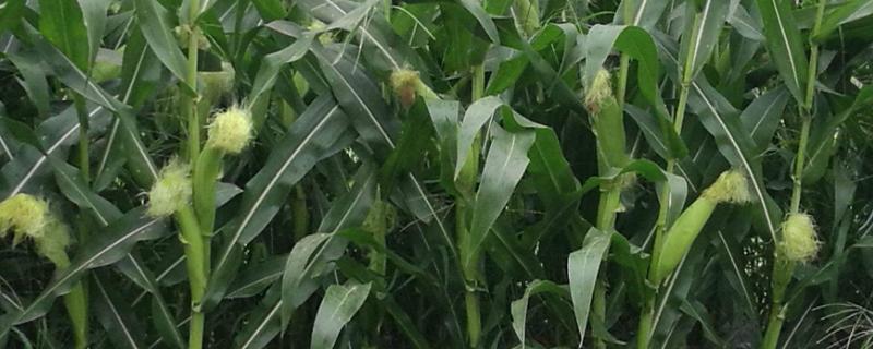 山农209玉米种简介，适宜密度为每亩4000株左右