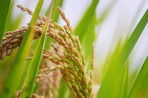农优212水稻种子特点，5月中旬播种