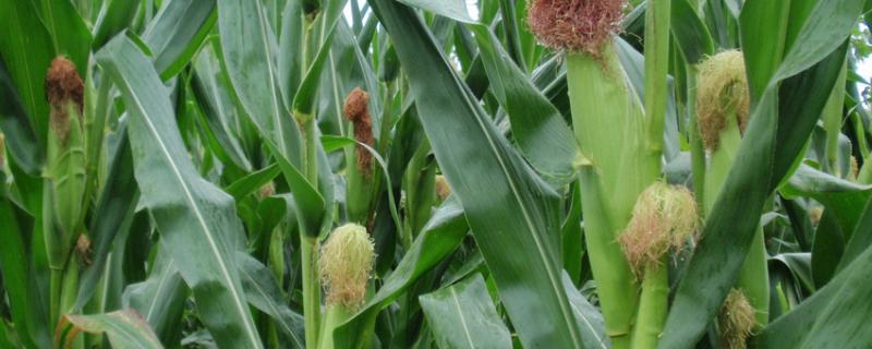 山农甜糯1号玉米种子特征特性，适宜密度为每亩4000株左右
