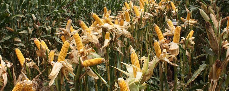 鲁星1601玉米品种的特性，适宜密度为每亩4000株左右