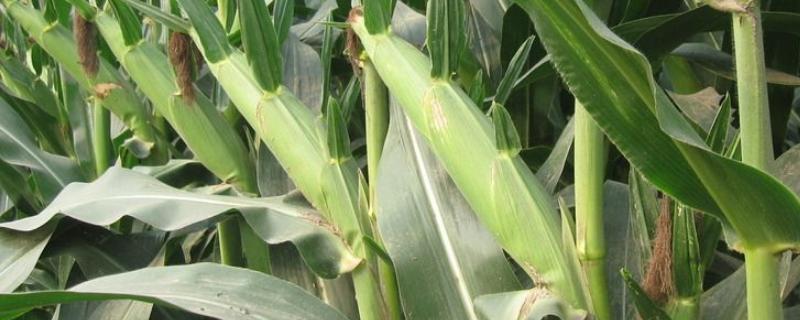 鑫玉518玉米品种简介，适宜密度为每亩4500株左右