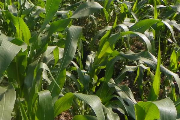 青科8号玉米种子特征特性，适宜密度为每亩5000株左右