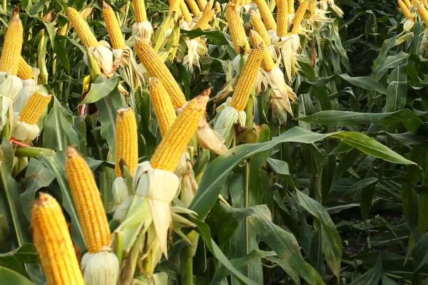 桓丰105玉米种子特点，适宜密度为每亩5000株左右