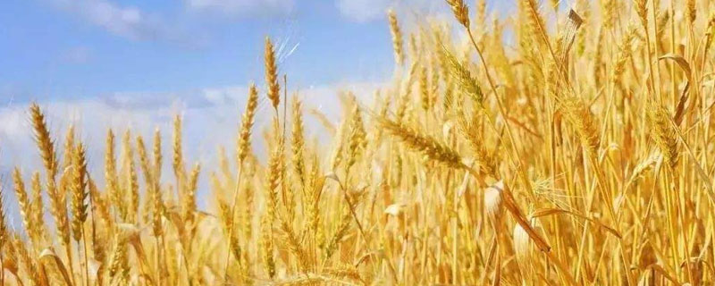 鑫星617小麦种简介，适宜播期10月1～10日