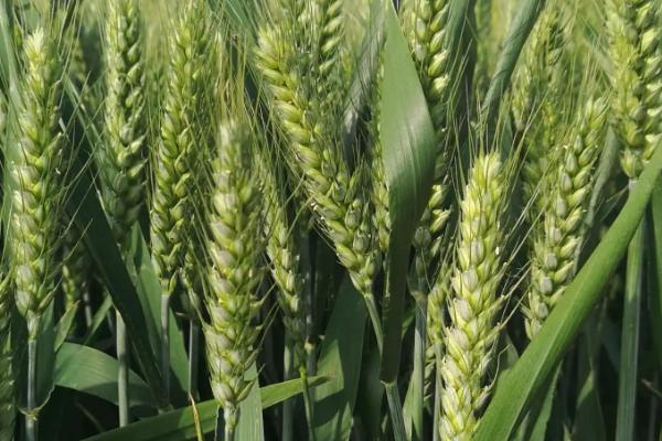 齐民15号小麦种简介，每亩基本苗15万左右