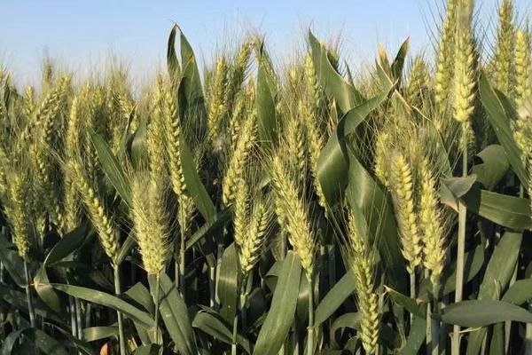 鲁宁919小麦品种简介，每亩基本苗13～20万
