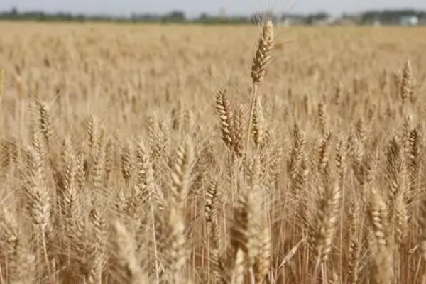 青农1608小麦种子介绍，适宜播期10月5～20日