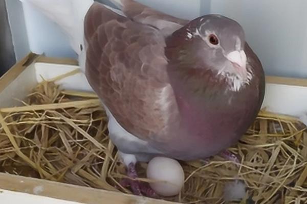 鸽子下蛋前的征兆，会出现赶蛋、追蛋现象