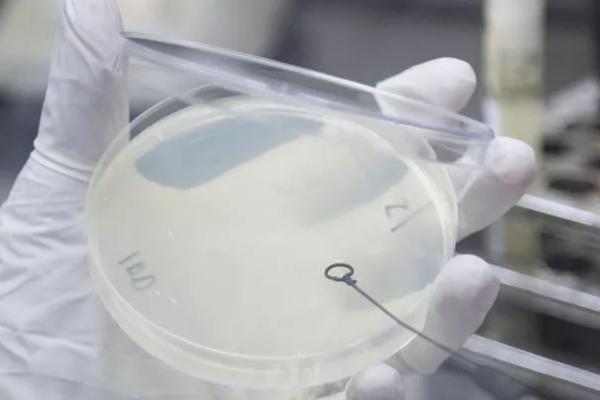 人工菌怎么栽培，菇房内的温度控制在23℃左右
