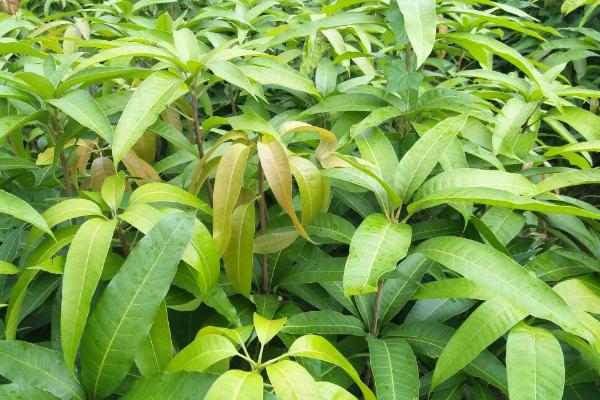 芒果苗主根断了能不能活，种植芒果树的时候都要进行断根